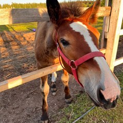 Глэмпинг Glamping.Hygge , Гатчинский район, Ленинградская область