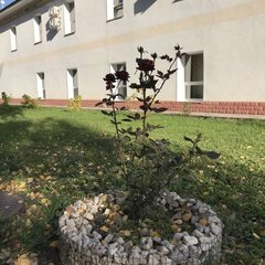 Гостиничный комплекс Баргузин, Тольятти, Самарская область