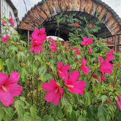 База отдыха Travel Hotels Тхач, Даховская, Республика Адыгея