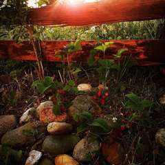 База отдыха Travel Hotels Тхач, Даховская, Республика Адыгея