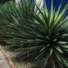 Гостевой дом Синди, Агой, Краснодарский край