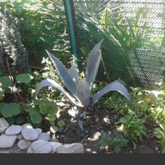 Гостевой дом Робинзон и Милана, Сочи, Краснодарский край