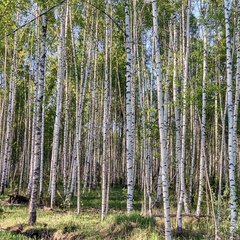 Эко-отель Поляна Солнца, Судогодский район, Владимирская область