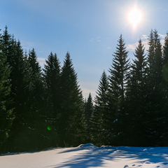 Глэмпинг Опушка. Дом среди деревьев, Пермский район, Пермский край