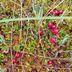 Гостиный двор Барнхаус, Пряжинский район, Республика Карелия