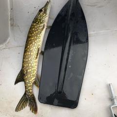 Гостевой дом Дом рыбака Отолово, Андреапольский район, Тверская область