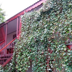 Гостевой дом У Людмилы, Черноморское, Крым