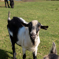 База отдыха Сибирская Усадьба , Сухобузимский район, Красноярский край