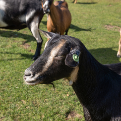 База отдыха Сибирская Усадьба , Сухобузимский район, Красноярский край
