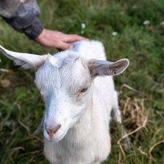 База отдыха Сибирская Усадьба , Сухобузимский район, Красноярский край