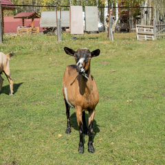 База отдыха Сибирская Усадьба , Сухобузимский район, Красноярский край
