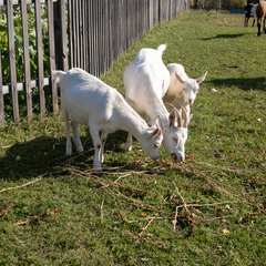 База отдыха Сибирская Усадьба , Сухобузимский район, Красноярский край