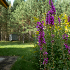 База отдыха Сибирская Усадьба , Сухобузимский район, Красноярский край