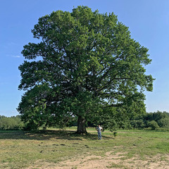 Деревенский гостевой комплекс Хутора на озере Алё, Бежаницкий район, Псковская область