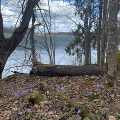 Деревенский гостевой комплекс Хутора на озере Алё, Бежаницкий район, Псковская область
