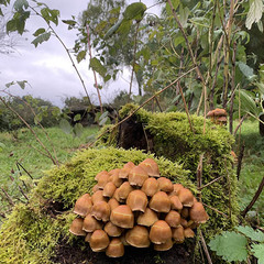 Деревенский гостевой комплекс Хутора на озере Алё, Бежаницкий район, Псковская область