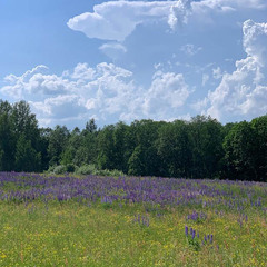Деревенский гостевой комплекс Хутора на озере Алё, Бежаницкий район, Псковская область