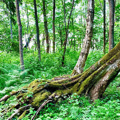 Деревенский гостевой комплекс Хутора на озере Алё, Бежаницкий район, Псковская область