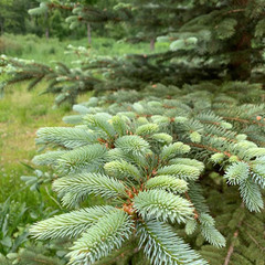 Деревенский гостевой комплекс Хутора на озере Алё, Бежаницкий район, Псковская область