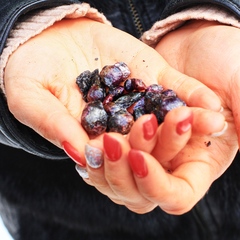 Глэмпинг Ладога-Фьорд, Питкярантский район, Республика Карелия