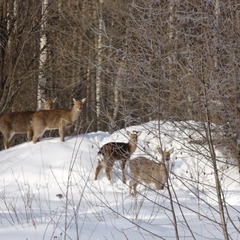 Агротуристический комплекс Лесной скит, Калязинский район, Тверская область