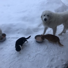 Агротуристический комплекс Лесной скит, Калязинский район, Тверская область