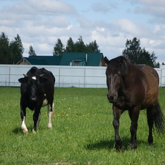 Агротуристический комплекс Лесной скит, Калязинский район, Тверская область