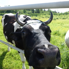 Агротуристический комплекс Лесной скит, Калязинский район, Тверская область