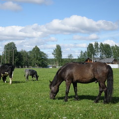 Агротуристический комплекс Лесной скит, Калязинский район, Тверская область