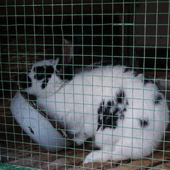 Агротуристический комплекс Лесной скит, Калязинский район, Тверская область