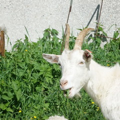 Агротуристический комплекс Лесной скит, Калязинский район, Тверская область