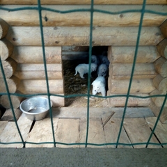 Агротуристический комплекс Лесной скит, Калязинский район, Тверская область