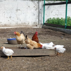 Агротуристический комплекс Лесной скит, Калязинский район, Тверская область