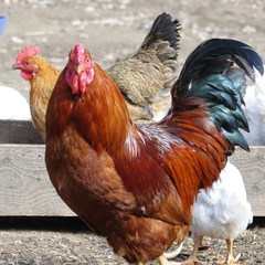 Агротуристический комплекс Лесной скит, Калязинский район, Тверская область