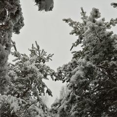 База отдыха Сосен Бор, Домодедово, Московская область