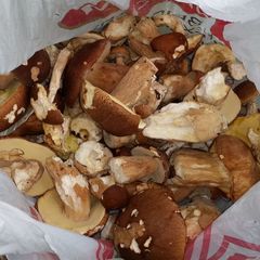 База отдыха Сосен Бор, Домодедово, Московская область