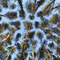 База отдыха Сосен Бор, Домодедово, Московская область