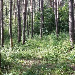 База отдыха Сосен Бор, Домодедово, Московская область