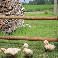 Эко-комплекс Сергеевка, Брянская область