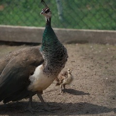 Эко-комплекс Сергеевка, Брянская область