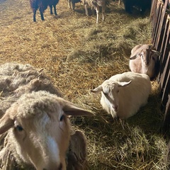 Туристическая деревня Просторы, Красноярский район, Самарская область