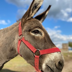 Туристическая деревня Просторы, Красноярский район, Самарская область