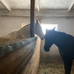 Туристическая деревня Просторы, Красноярский район, Самарская область