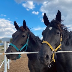 Туристическая деревня Просторы, Красноярский район, Самарская область