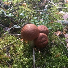 База отдыха Эко Хат, Лахденпохский район, Республика Карелия