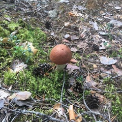 База отдыха Эко Хат, Лахденпохский район, Республика Карелия