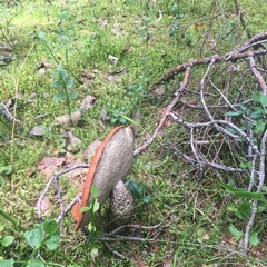 База отдыха Эко Хат, Лахденпохский район, Республика Карелия