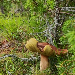 База отдыха Эко Хат, Лахденпохский район, Республика Карелия