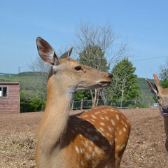 База отдыха Кипячий ключ, Нижегородская область