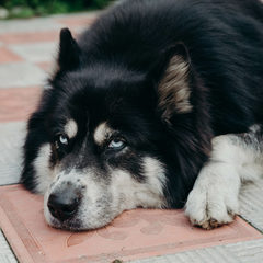 Гостевой дом Речной Оазис, Чемальский район, Республика Алтай